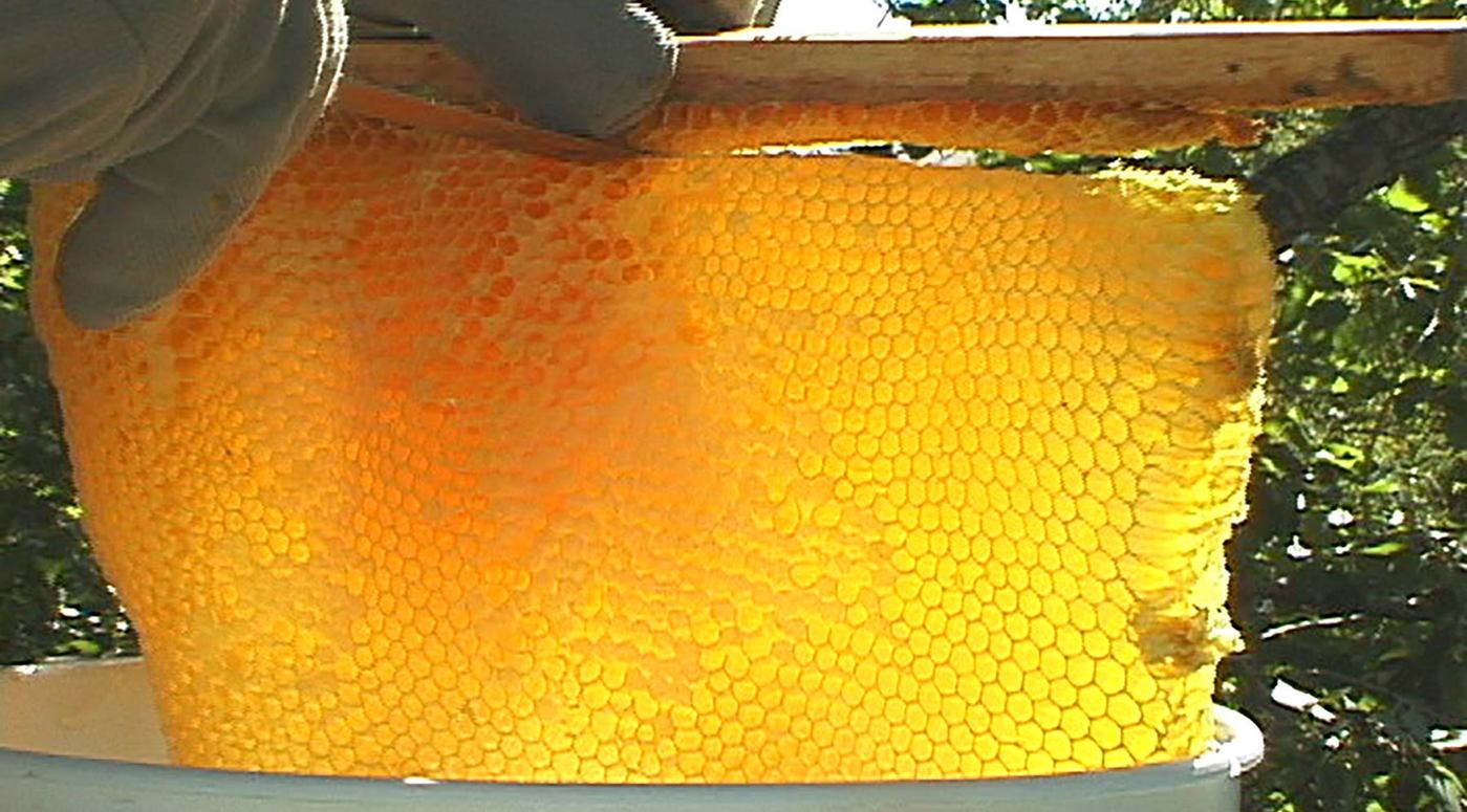 Harvsting honey top bar Hive Cut Comb 1400x.progressive